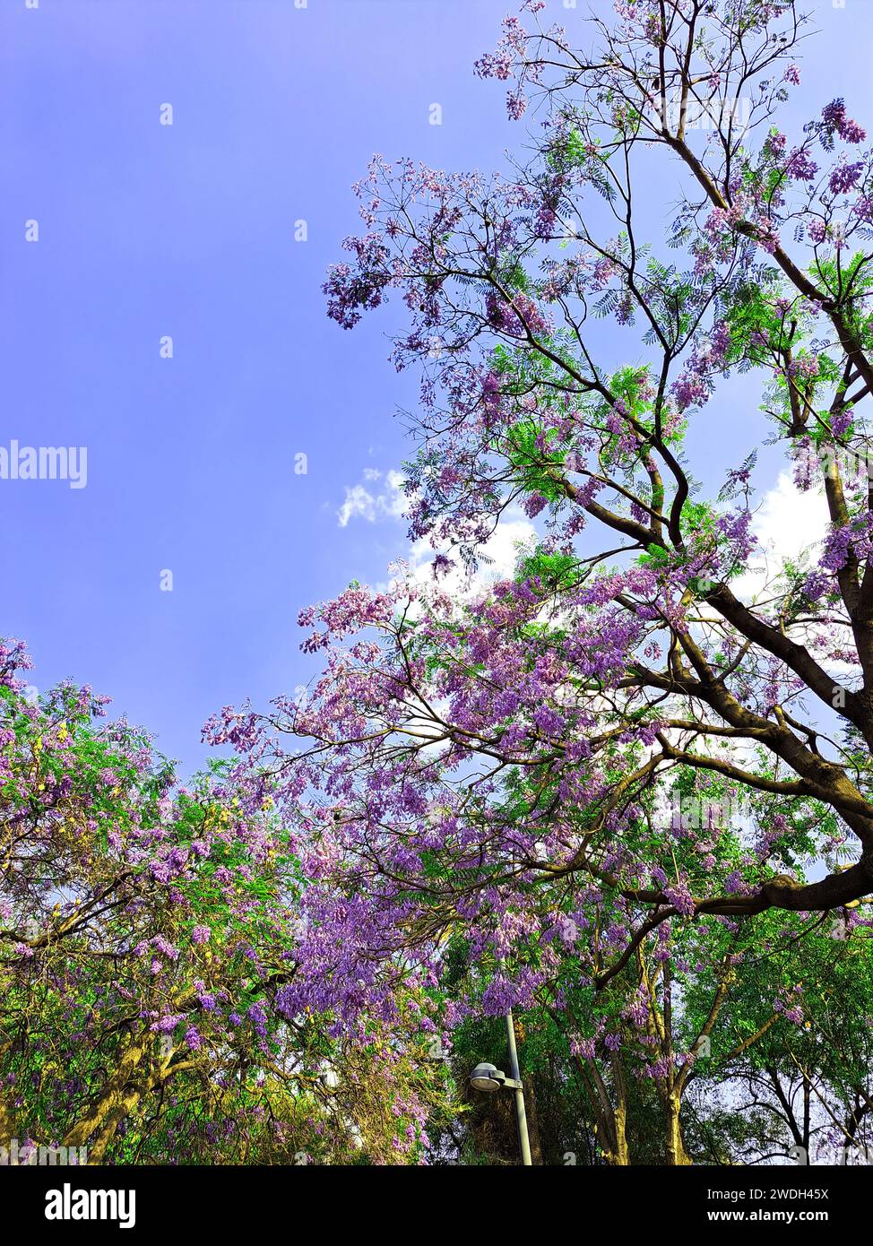 Die Jacaranda-Blumenbäume in Mexiko-Stadt blühen im Frühjahr und im Winter aufgrund des Klimawandels, der die natürlichen Zyklen verändert Stockfoto