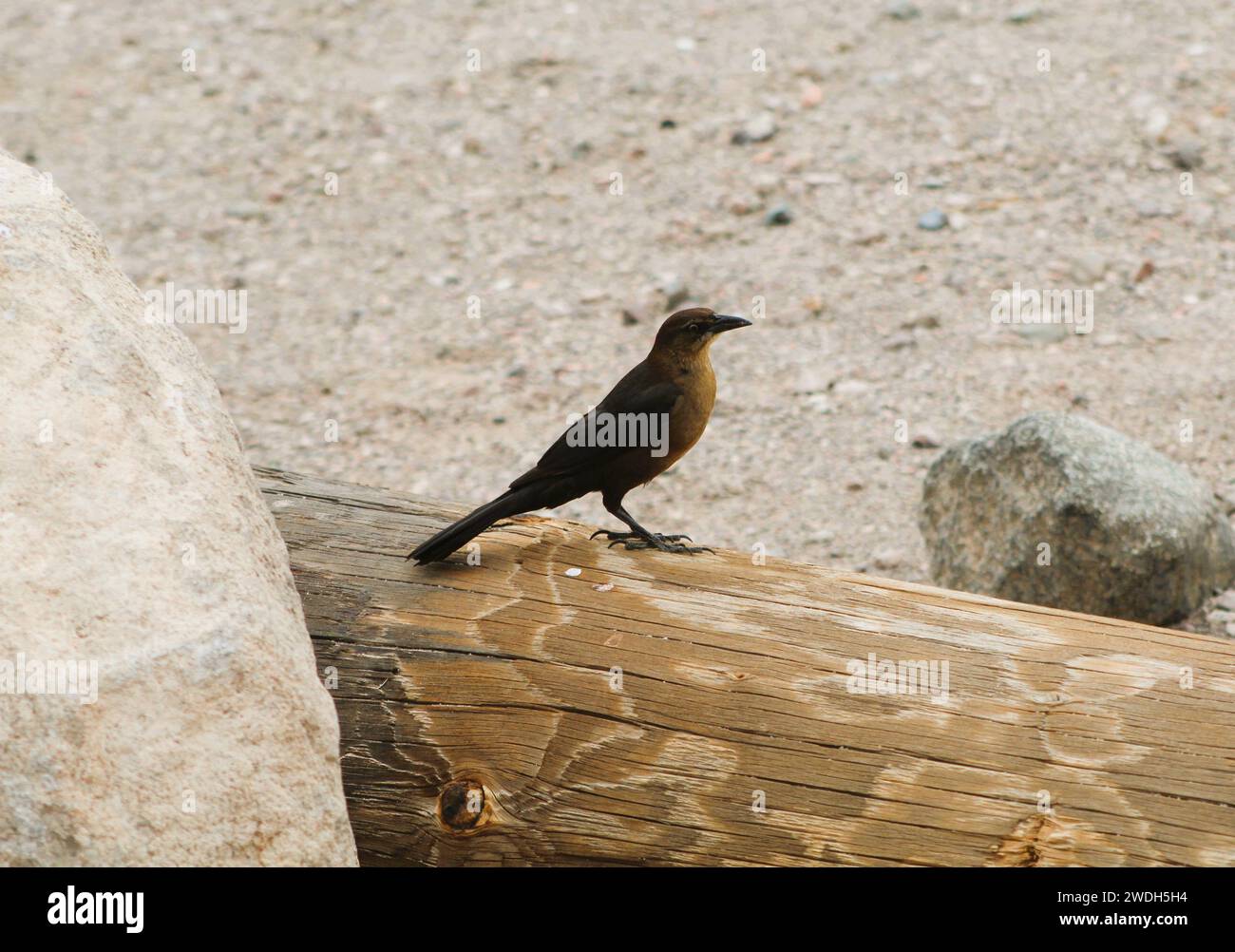Weiblicher schwarzer Vogel, Seitenprofil Stockfoto