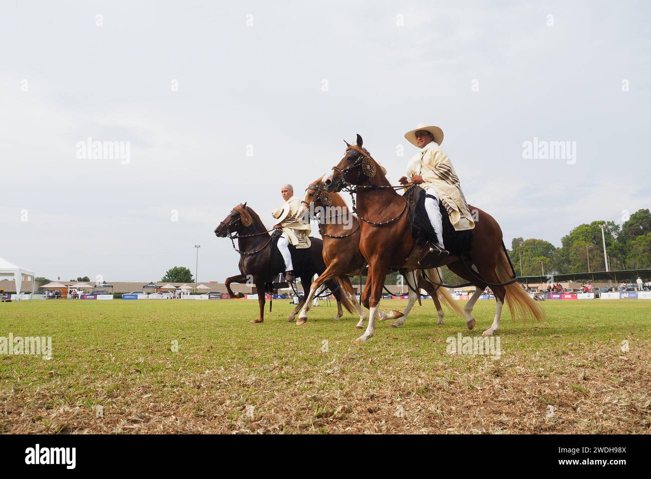 Peruanische Pferde und Reiter, bekannt als Chalan, zeigen seinen Gang beim XXI Regionalwettbewerb des peruanischen Paso-Pferdes von San Pedro de Mala. Das peruanische Paso Horse ist eine Rasse von leichten Sattelpferden, bekannt für seine sanfte Fahrt, die sich durch einen natürlichen Viertakt-Seitenggang auszeichnet und zum Kulturerbe der Nation erklärt wurde. Stockfoto