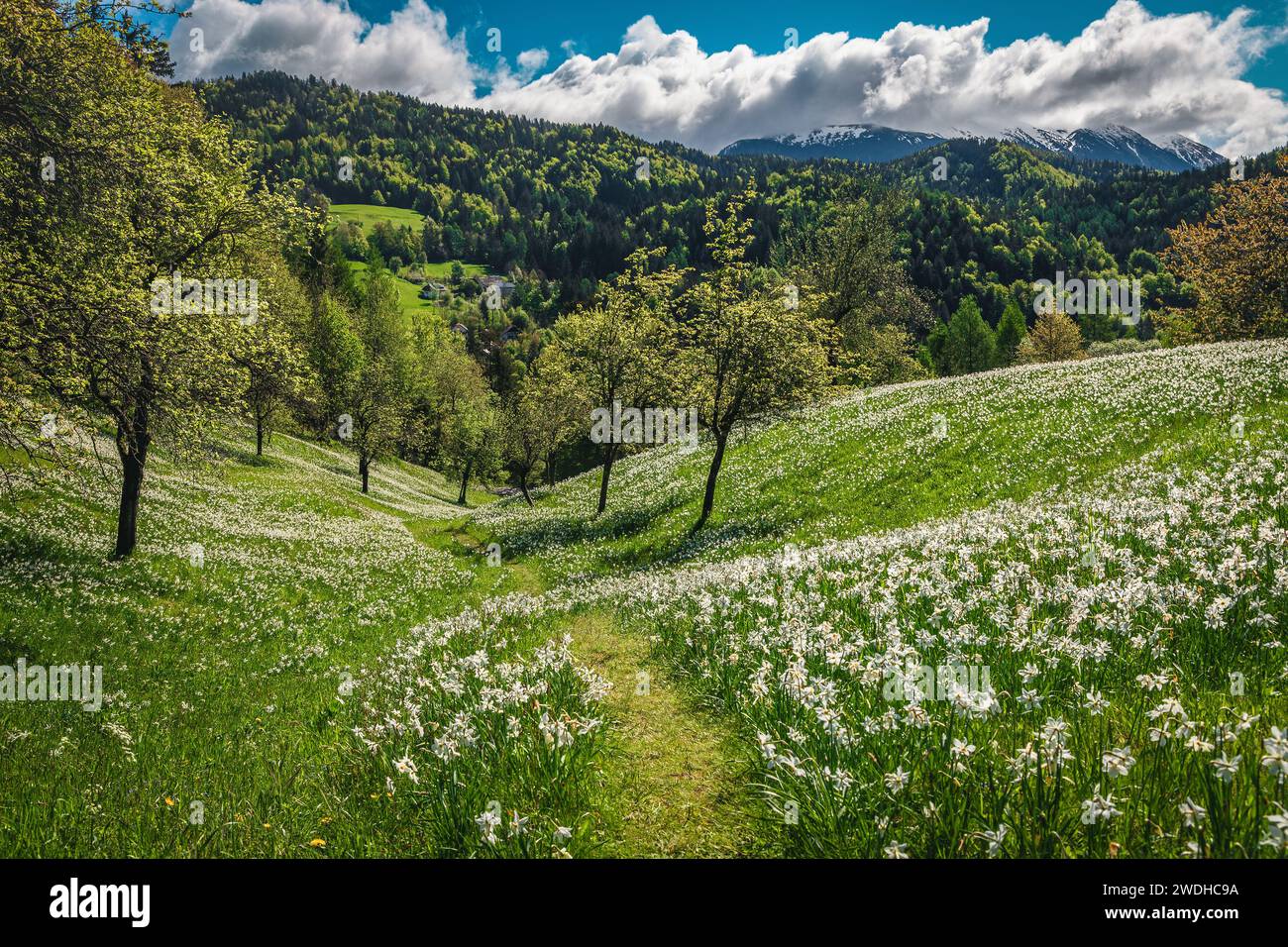 Malerischer, blumiger Hügel in den Gärten mit blühenden weißen Narzissen. Brautiful saisonale blühende Landschaft mit duftenden Narzissen, Jesenice, Slove Stockfoto