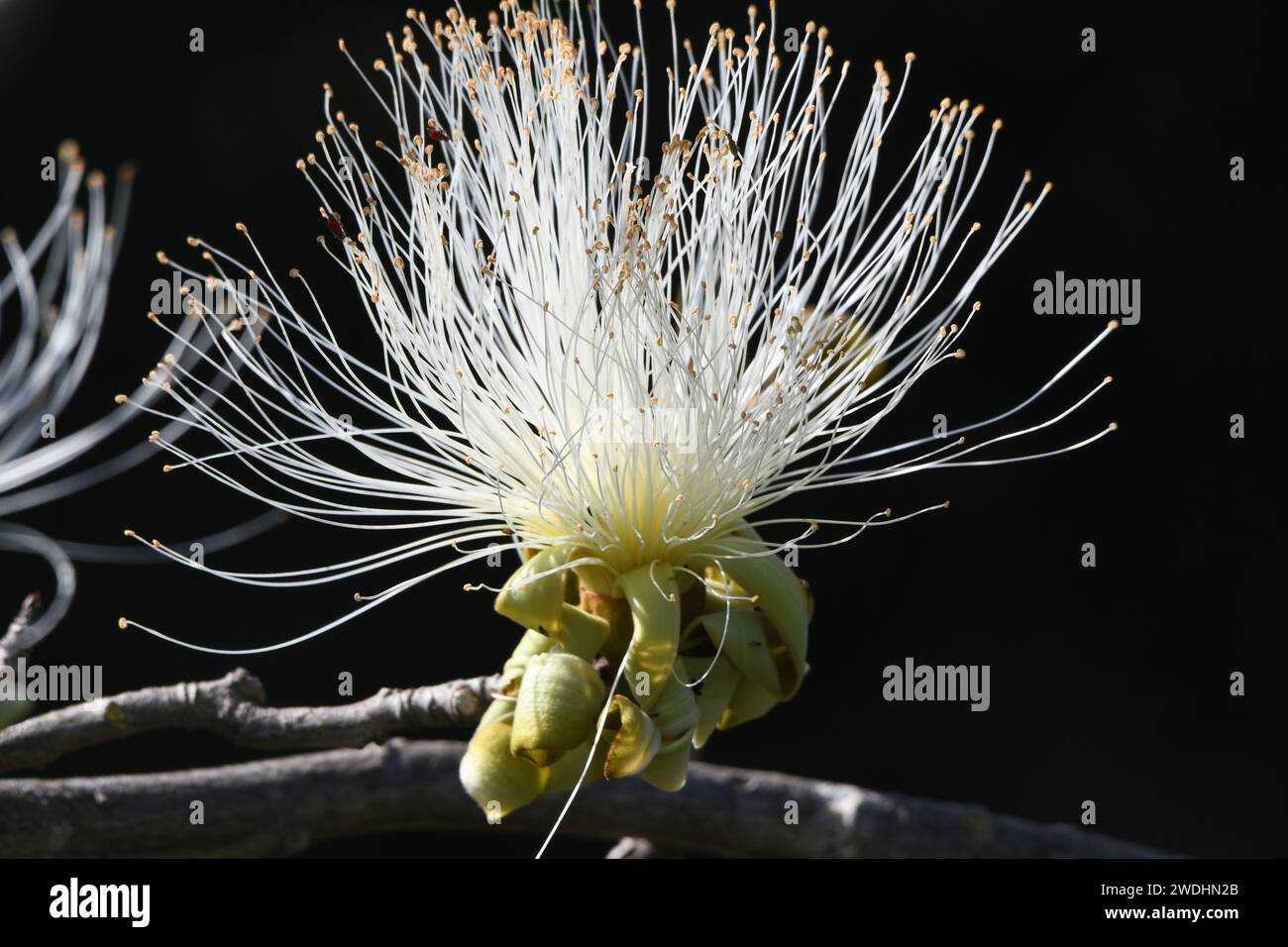 Weißer Rasierpinselbaum Pseudobombax ellipticum Stockfoto