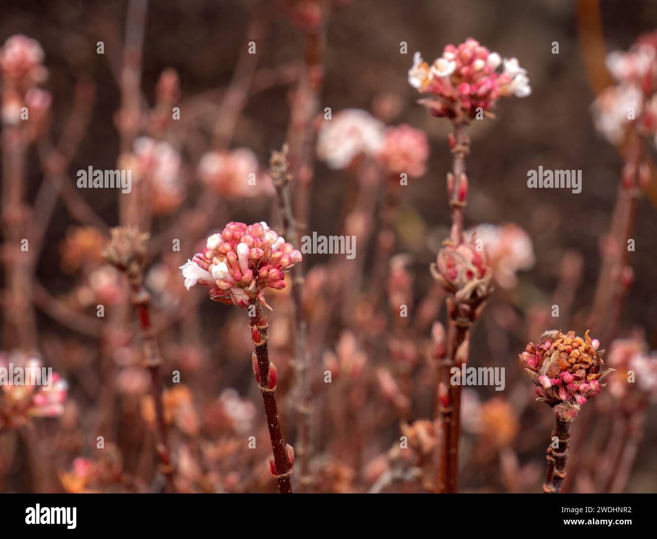 Blumen von Daphne bholua 'Jacqueline Postill' im Frühling in einem Garten Stockfoto