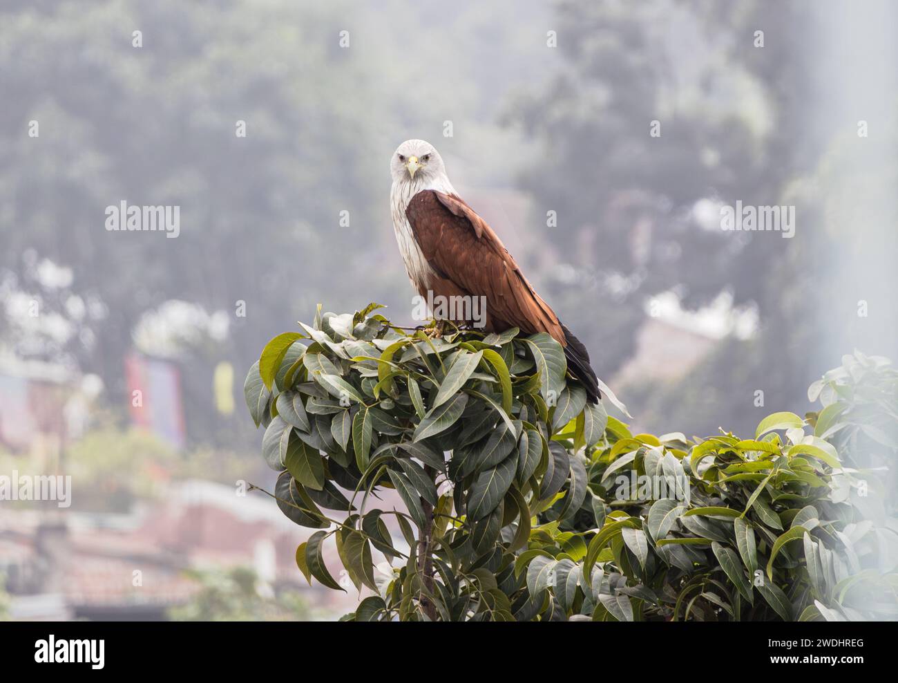 Brahminy Drachen Vogel sitzt auf einem Naturbaumzweig und sucht Beute. Stockfoto