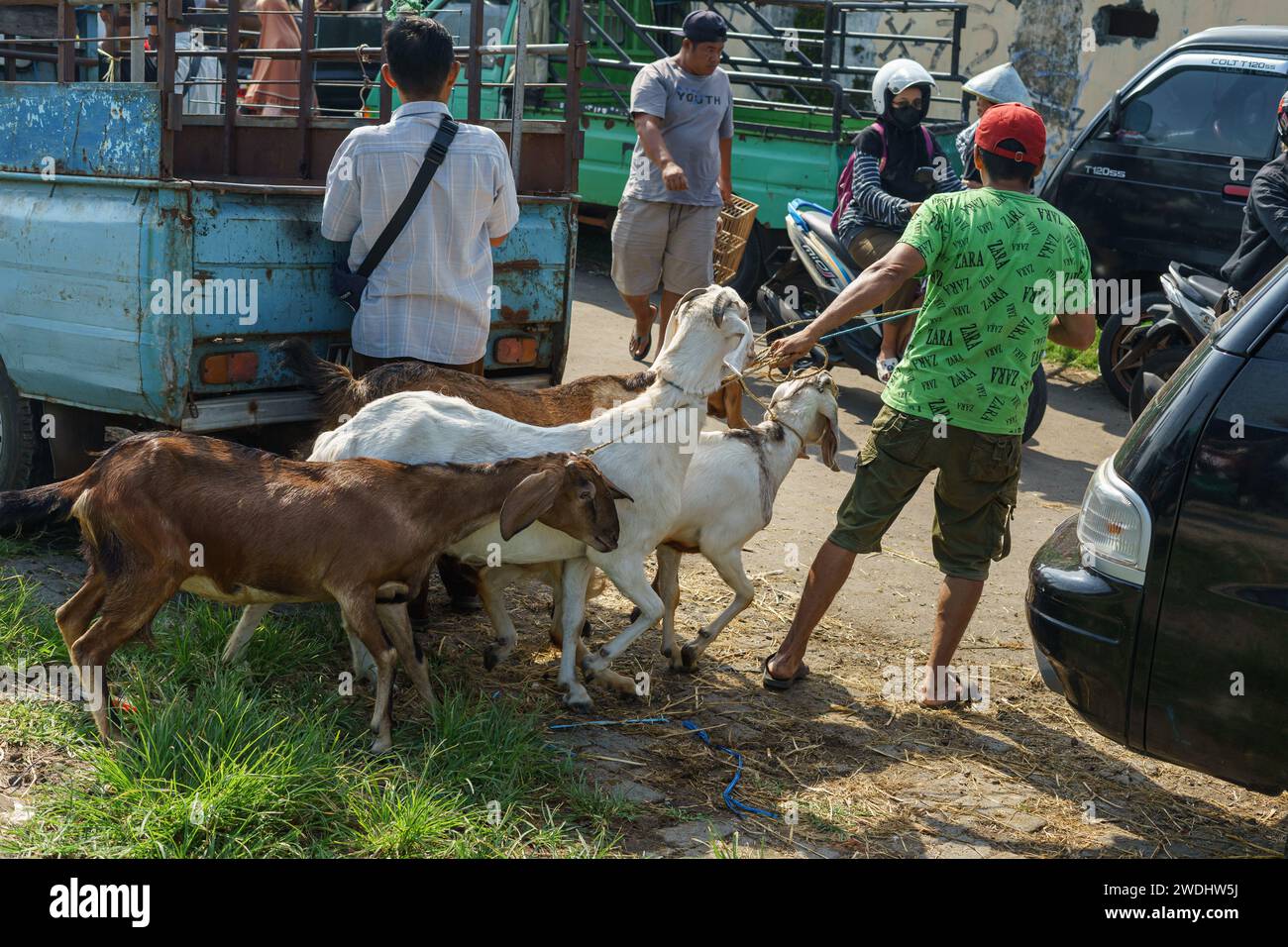 Menschen, die Ziegen oder Vieh auf dem Pasar Pon Animal Traditional Market in Semarang, Indonesien, handeln - 18. Dezember 2023. Stockfoto