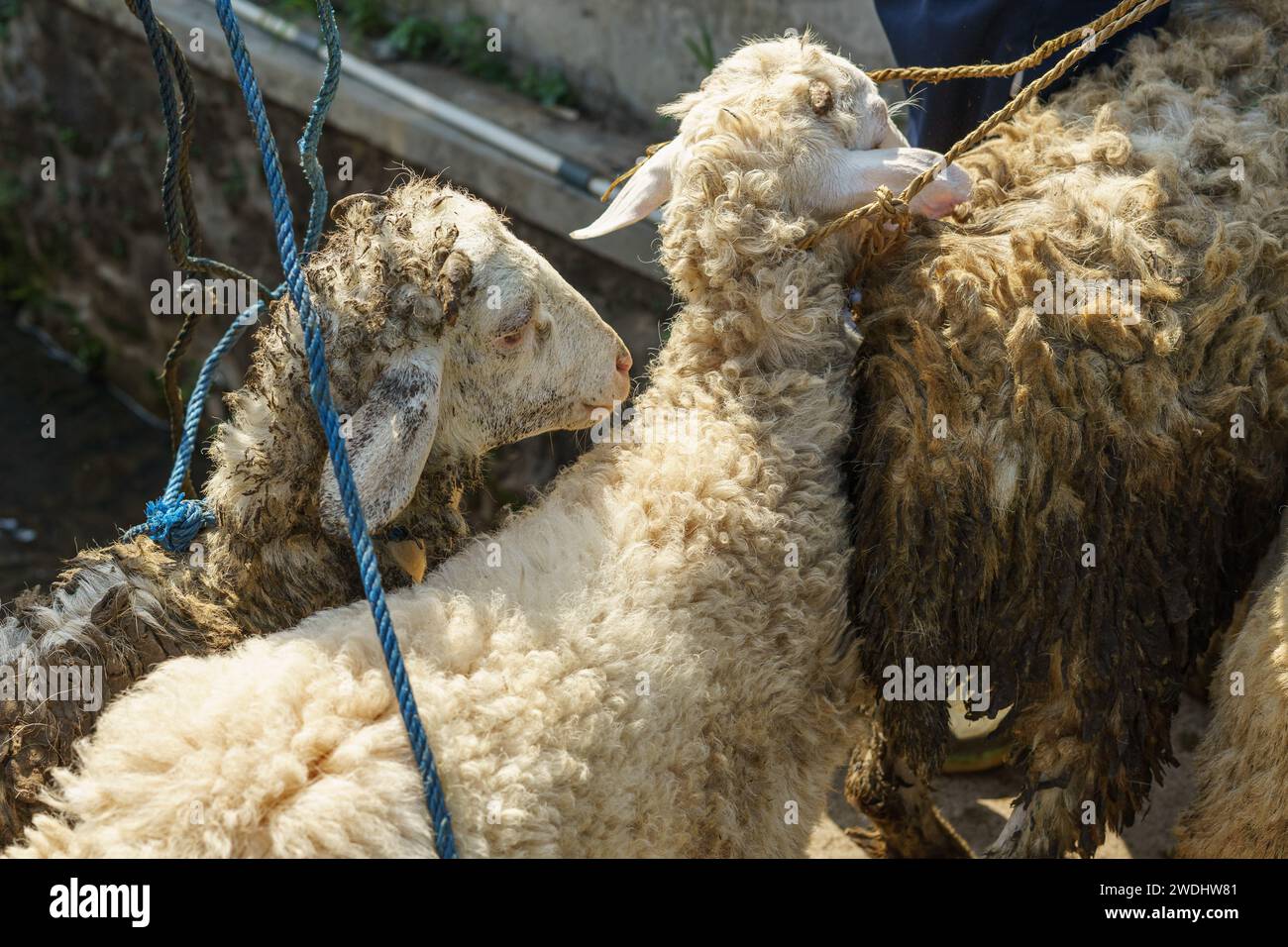 Schafe zum Verkauf auf dem traditionellen Tiermarkt Pasar Pon in Semarang, Indonesien Stockfoto