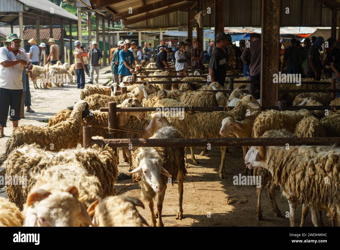 Menschen, die Schaf- oder Viehhandel auf dem Pasar Pon Animal Traditional Market in Semarang, Indonesien - 18. Dezember 2023. Stockfoto