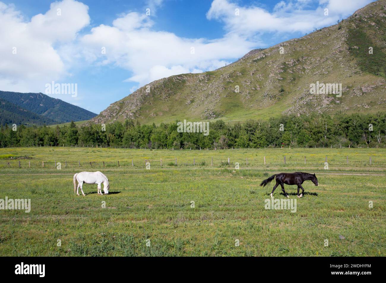 Pferde grasen auf einer Wiese, umgeben von Bergen. Landschaft in der Republik Altai, Russland Stockfoto