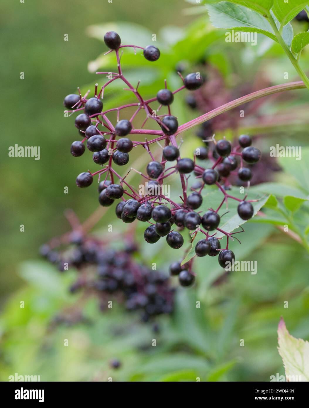 SAMBUCUS NIGRA blühende Pflanze in der Familie Adoxaceae Stockfoto