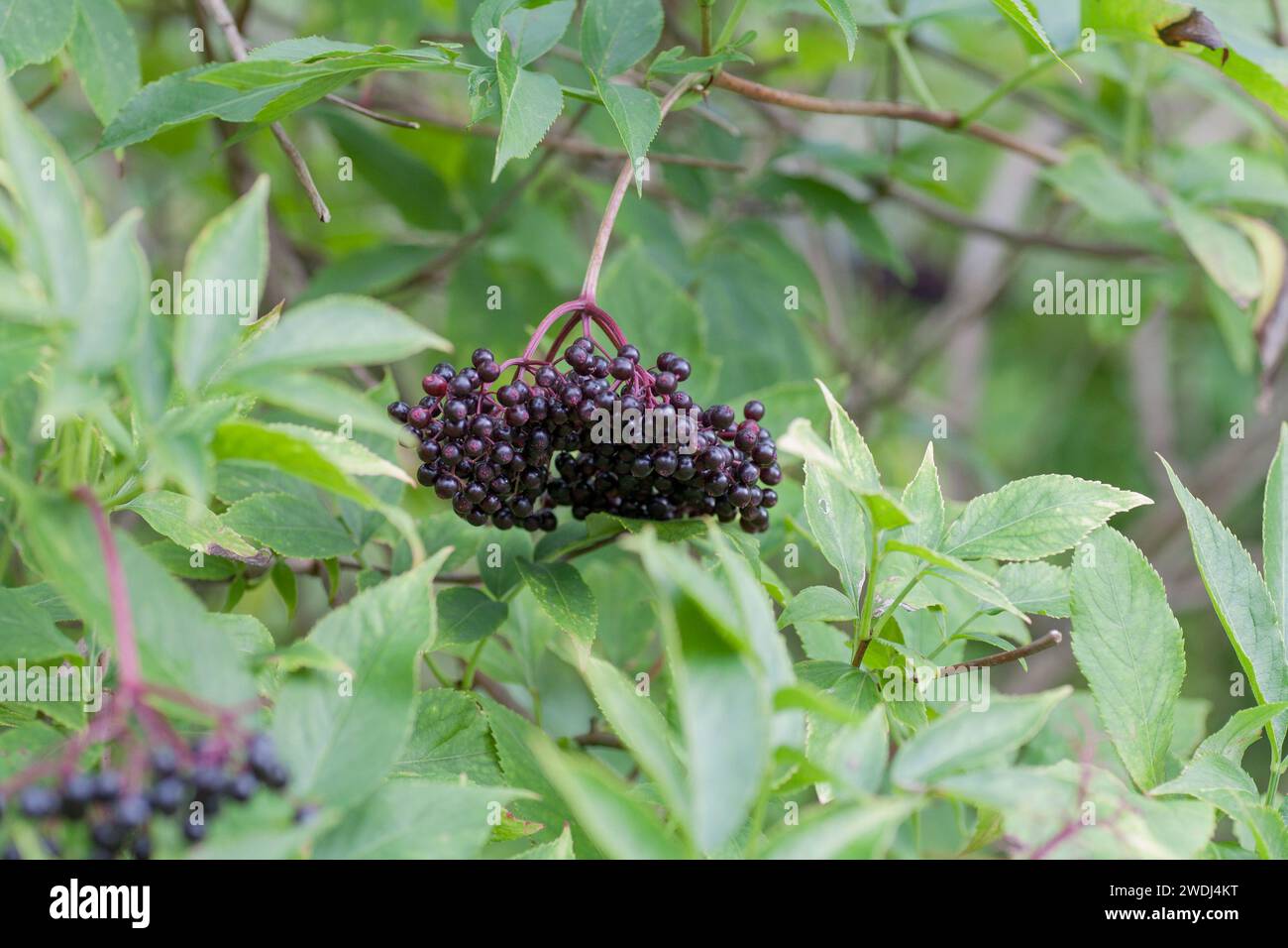 SAMBUCUS NIGRA blühende Pflanze in der Familie Adoxaceae Stockfoto
