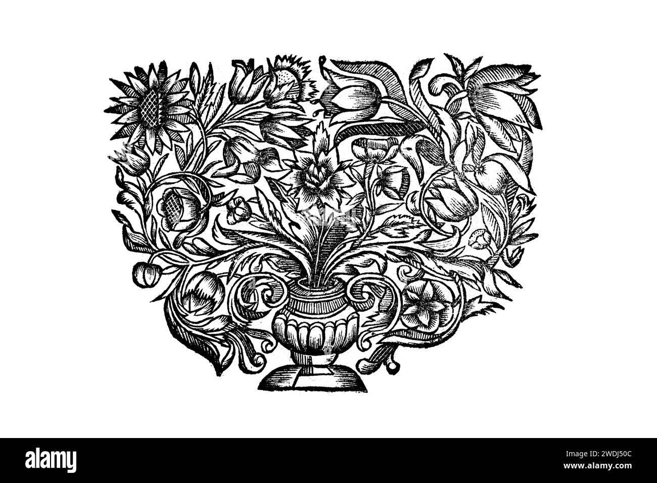 Antike Blumenabbildung aus einem alten Buch von 1700 Stockfoto
