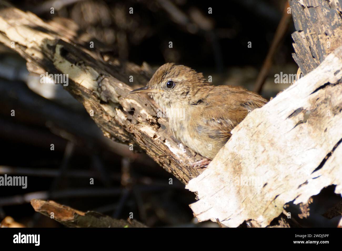 wren im Sommer; Sonnenbad Stockfoto