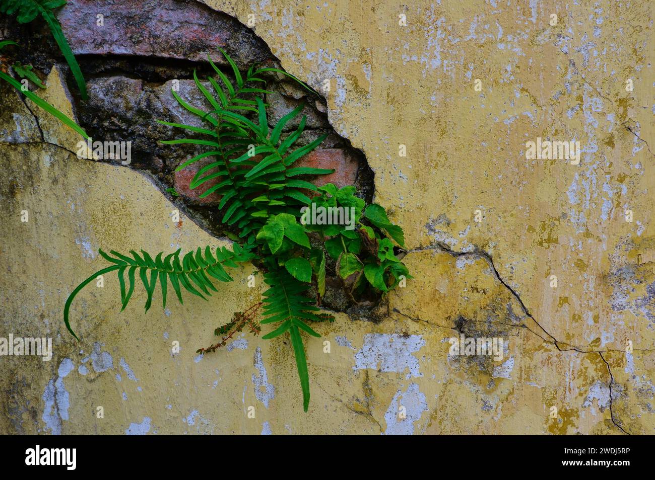 Der Triumph der Natur: Lebendige grüne Pflanzen brechen durch eine alte gelbe Ziegelmauer und schaffen Harmonie zwischen urbanem Verfall und botanischem Charme. Stockfoto
