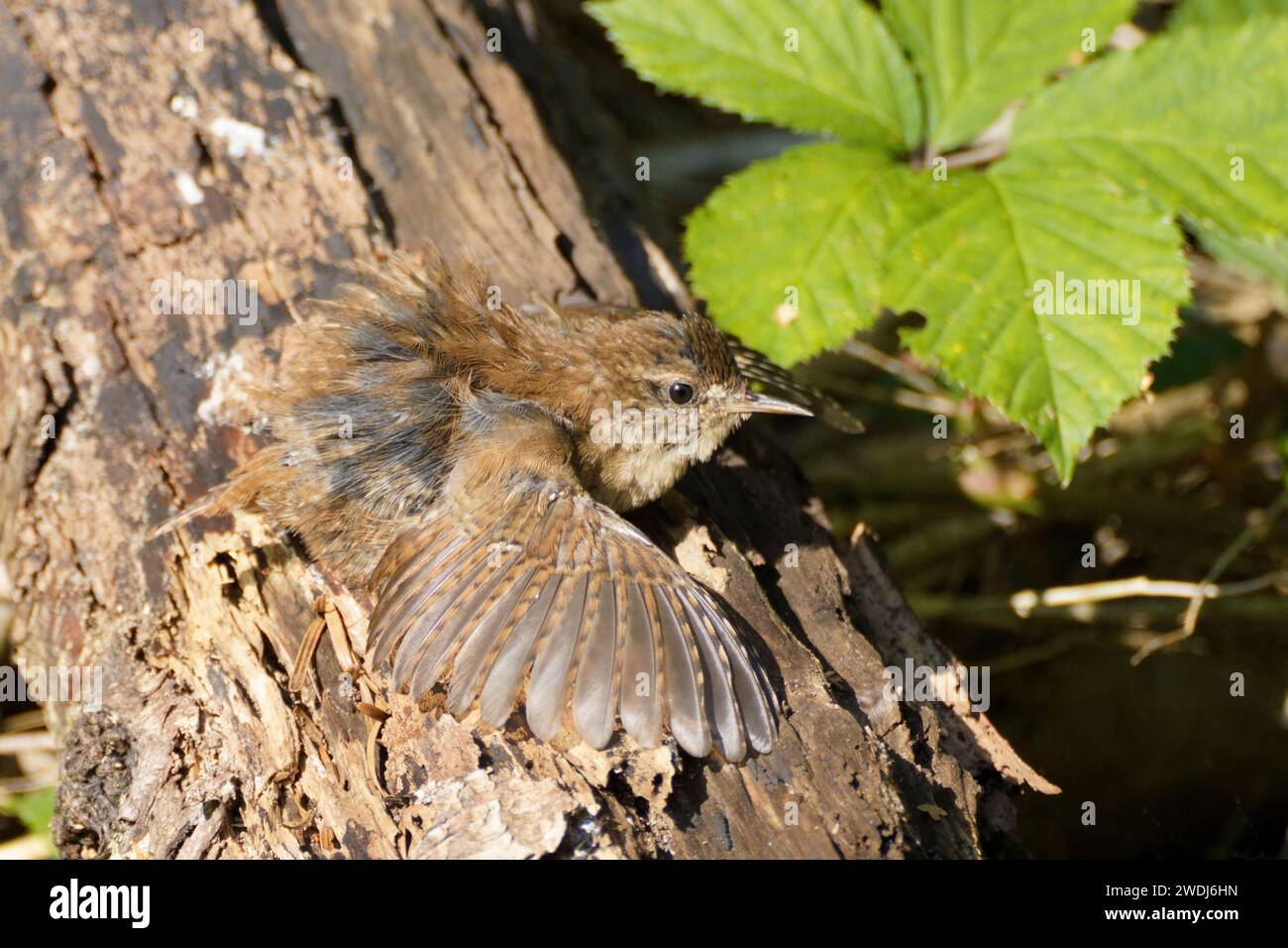 wren im Sommer; Sonnenbad Stockfoto