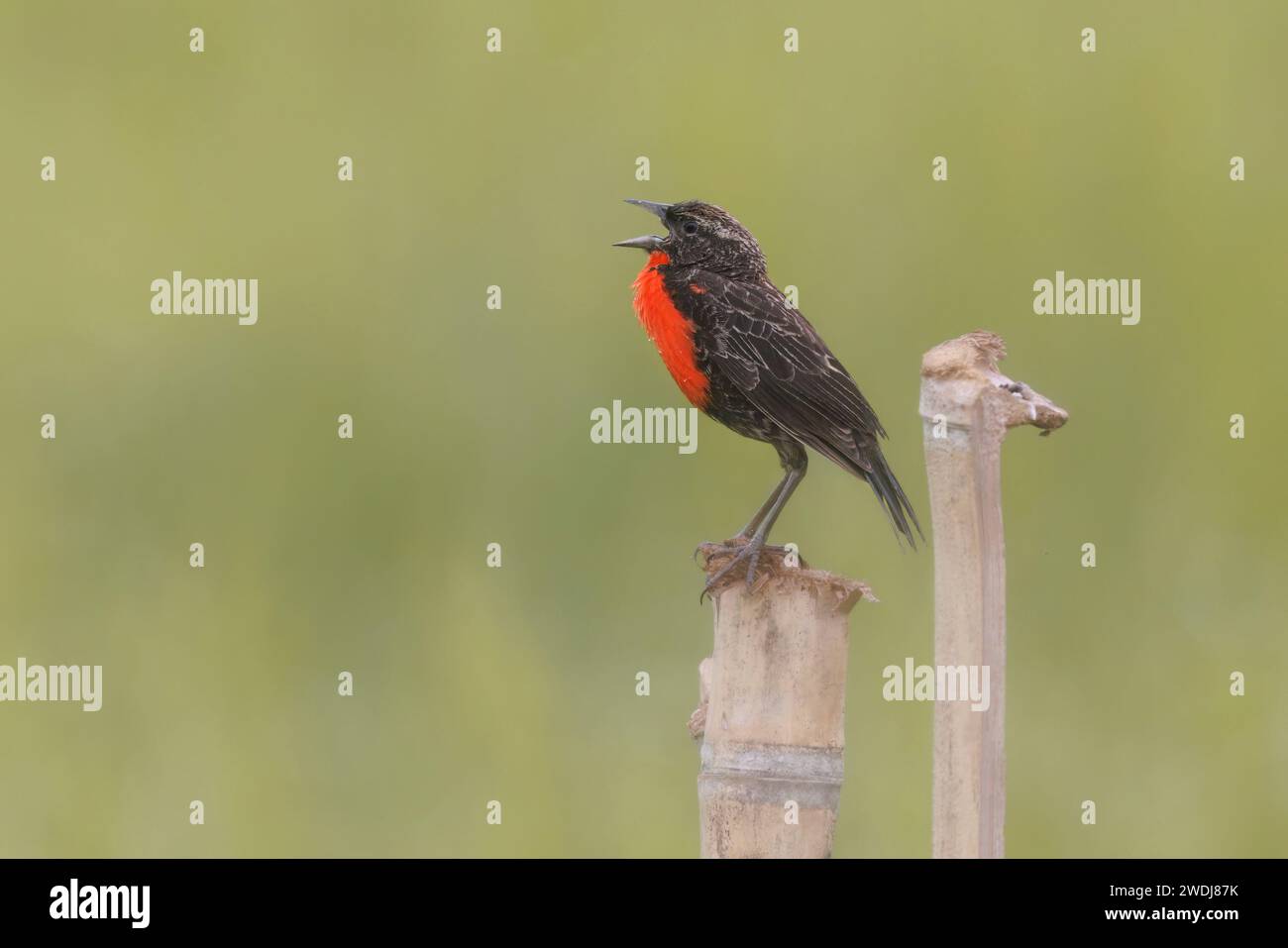 Rotbrust-Meadowlark, Arrozales de Jamundi, Kolumbien, November 2023 Stockfoto