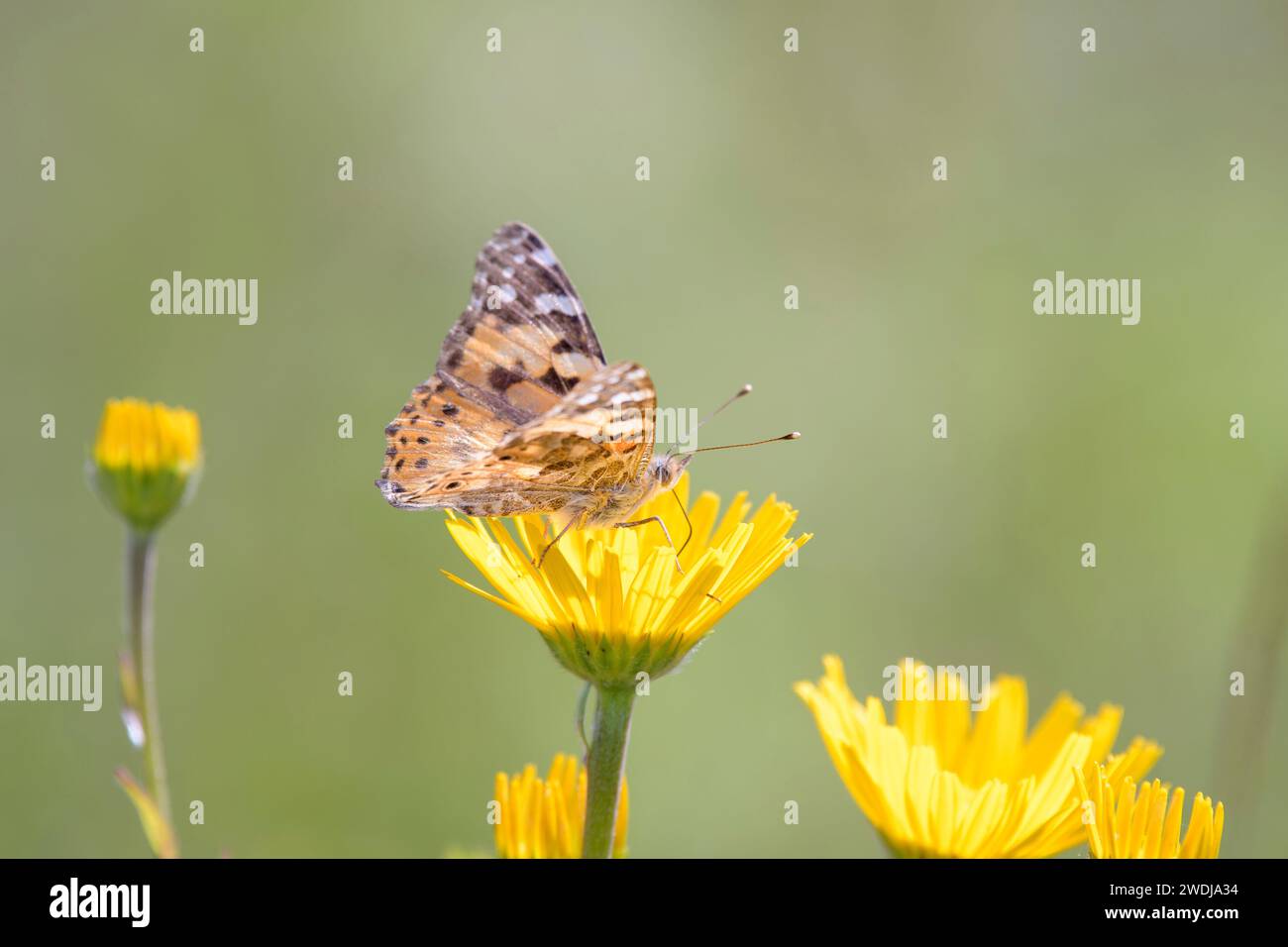 Painted Lady oder Cosmopolitan Butterfly - Vanessa cardui - saugt Nektar mit seinem Stamm aus der Blüte des Ochsenauges - Buphthalmum salicifolium Stockfoto