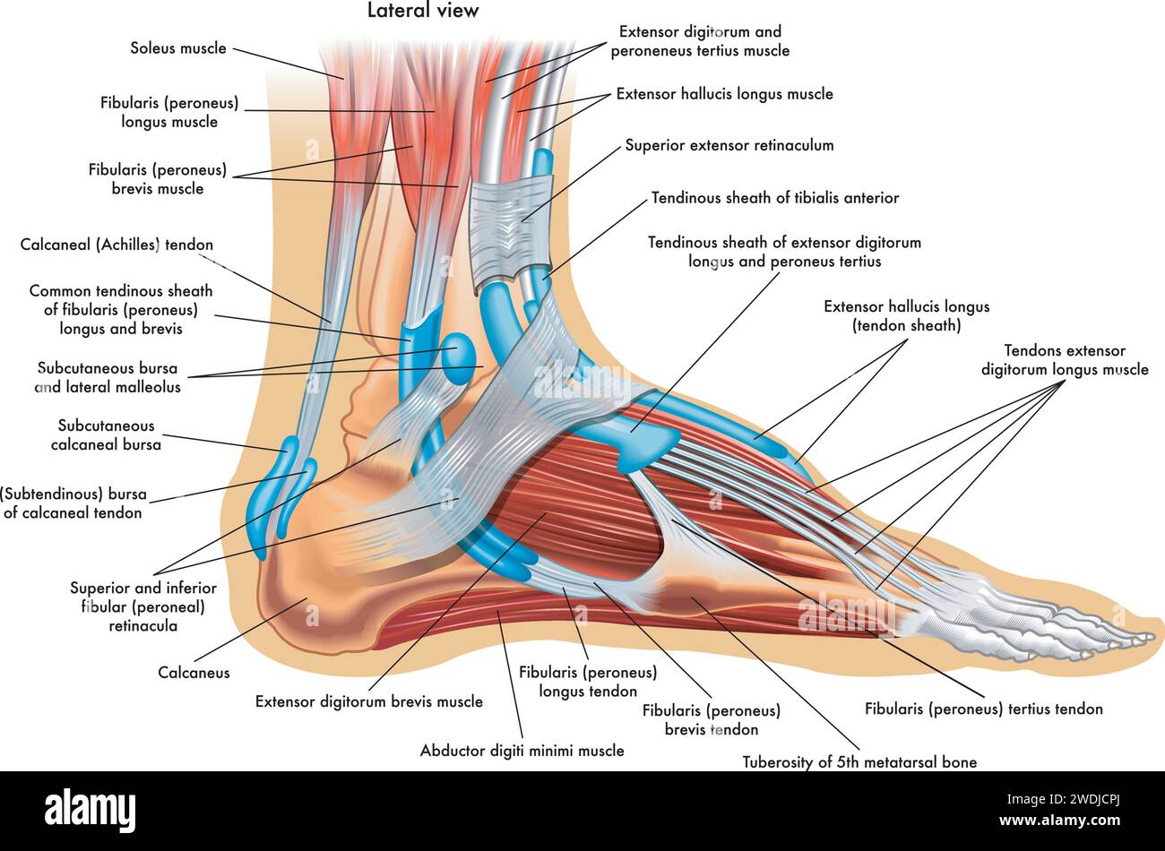 Darstellung der Fußanatomie mit Anmerkungen. Stock Vektor