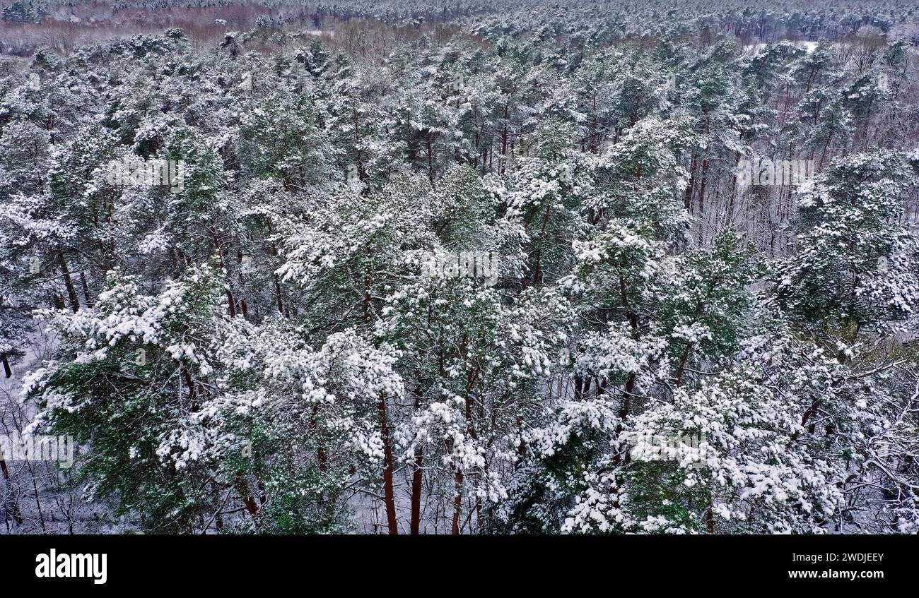 Luftaufnahme eines Kiefernwaldes in Deutschland bei Schneefall Stockfoto