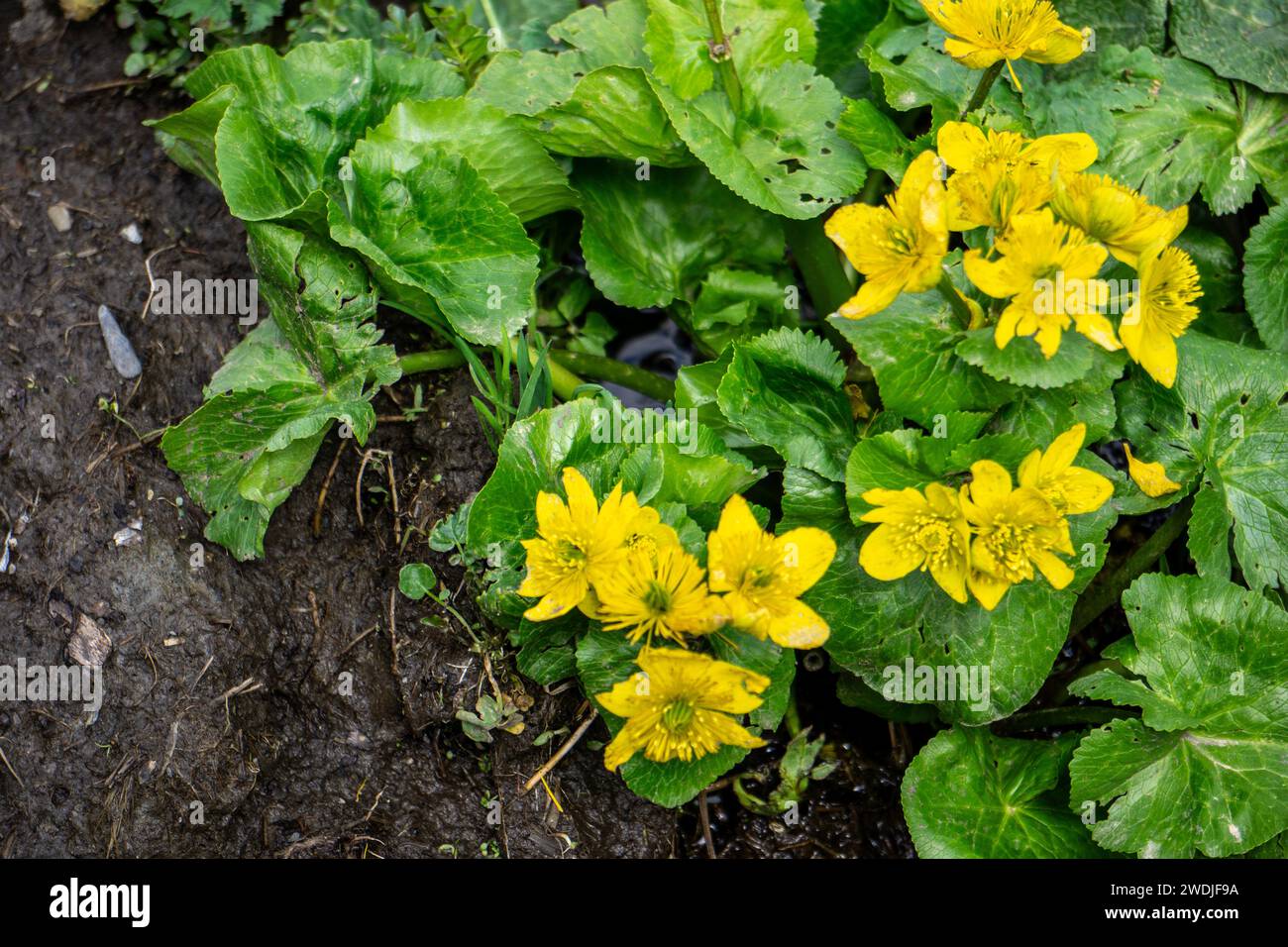 Blumen von Georgien Osteuropa Stockfoto