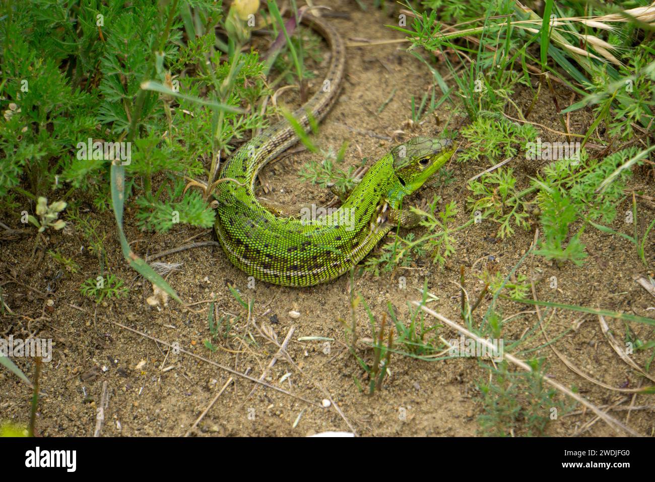 Lacerta Media Eidechse in Nordgeorgien Stockfoto