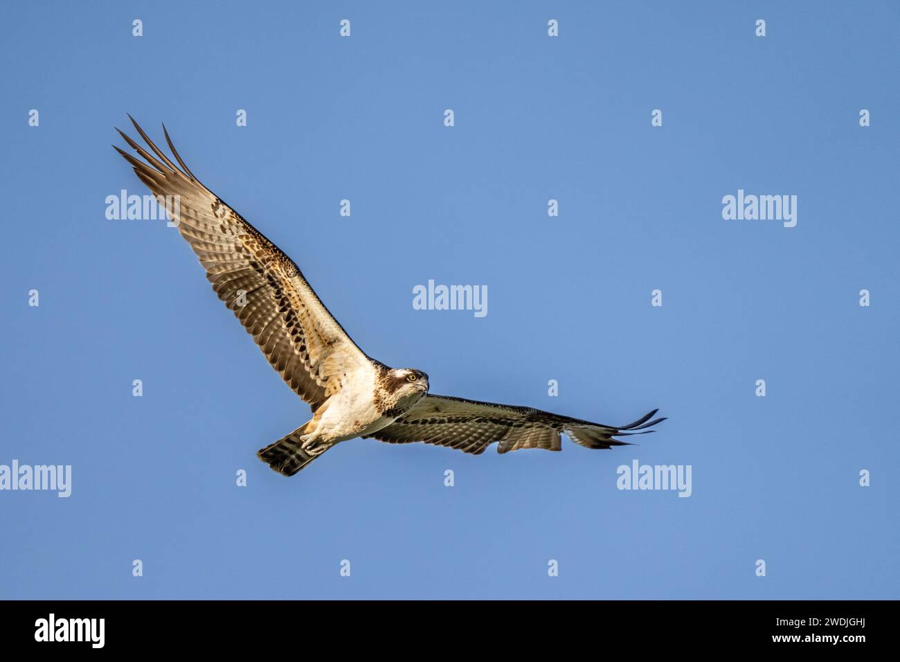 Osprey (Pandion haliaetus) Stockfoto