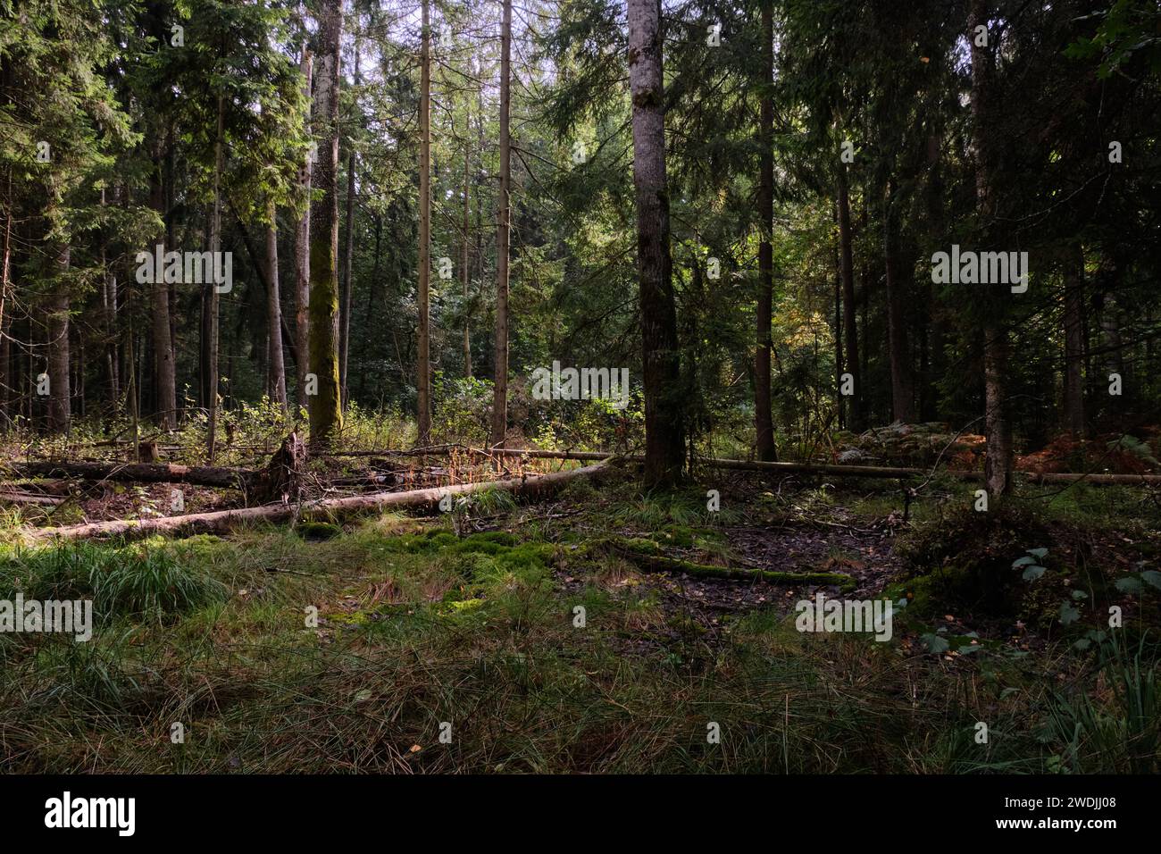 Sonne in hauptsächlich Nadelwald am Herbstmorgen, Bialowieza Wald, Polen, Europa Stockfoto