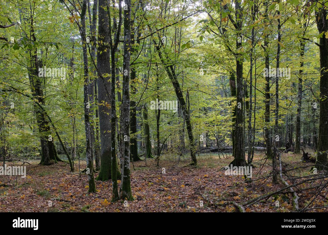 Herbstlicher Laubstand am Morgen mit alten Baumstammresten umliegend, Bialowieza-Wald, Polen, Europa Stockfoto