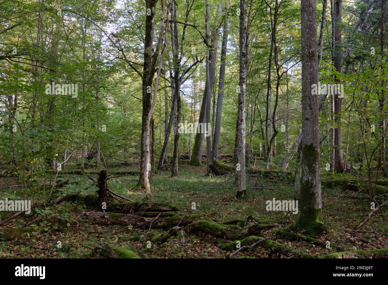 Herbstlicher Laubstand am Morgen mit alten Baumstammresten umliegend, Bialowieza-Wald, Polen, Europa Stockfoto