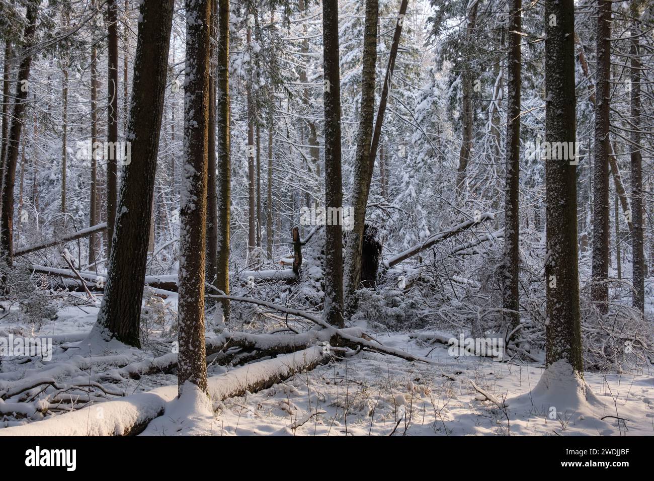 Winterliche Landschaft mit schneebedeckten Nadelbäumen mit alten Kiefern im Vordergrund, Bialowieza-Wald, Polen, Europa Stockfoto