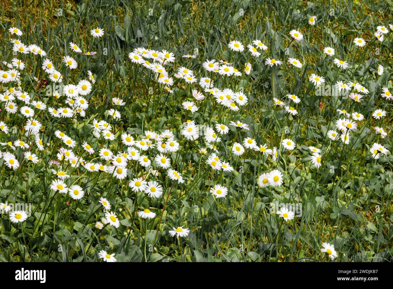 Kleine weiße Blüten mit gelben Mittelpunkten in grünem Gras Stockfoto