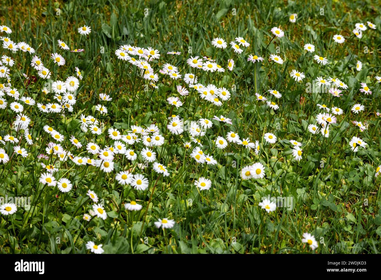 Kleine weiße Blüten mit gelben Mittelpunkten in grünem Gras Stockfoto