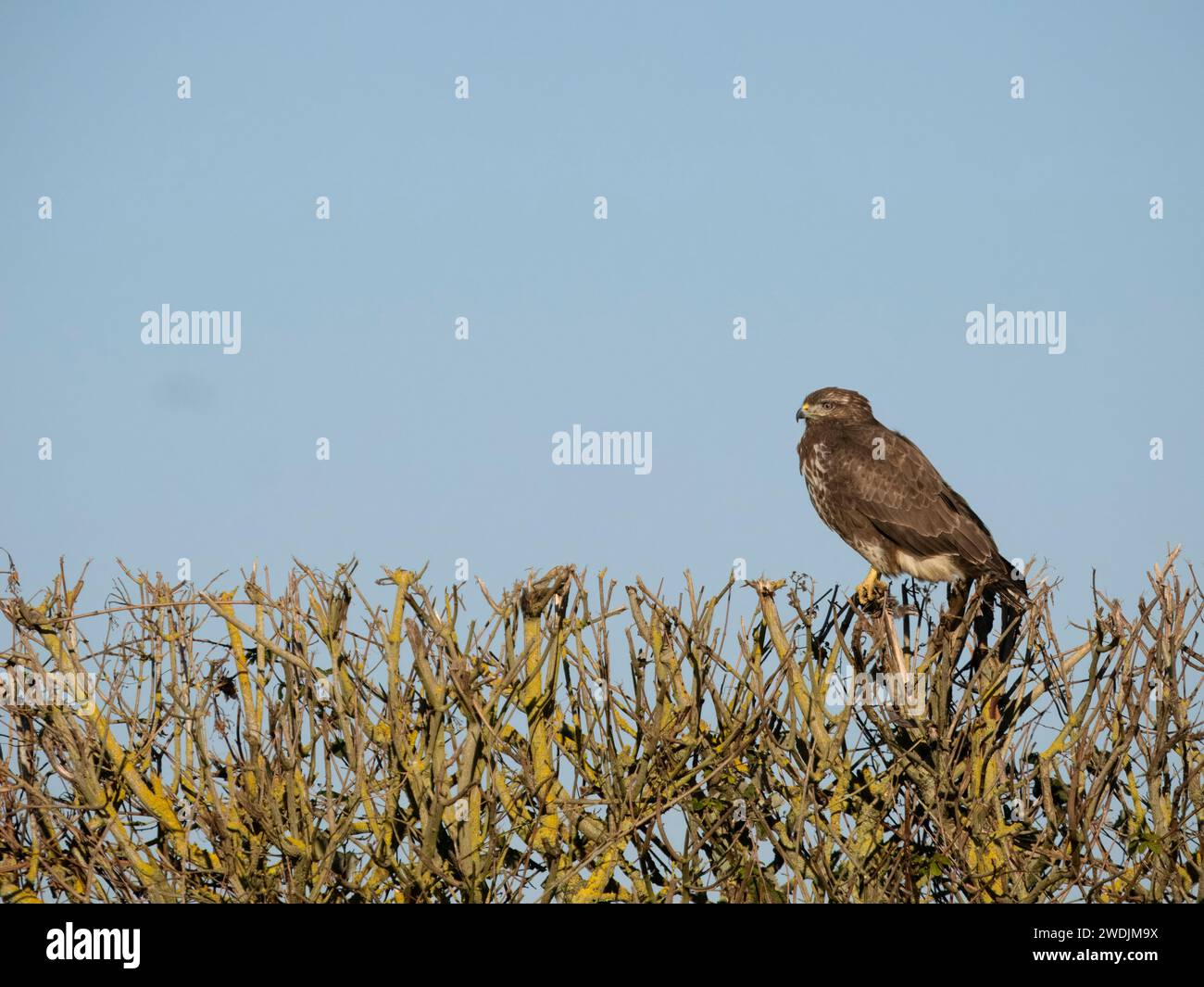 Bussard, Buteo buteo, Single Bird on Hedge, Northamptonshire, Januar 2024 Stockfoto