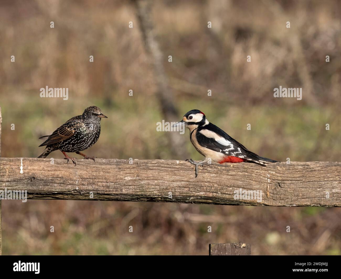 Großspecht, Dendrocopos Major, einzelner männlicher Vogel am Zaun mit Starling, Essex, Januar 2024 Stockfoto