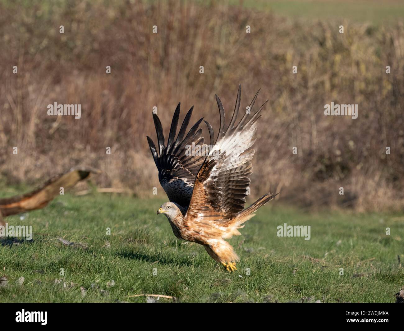 Roter Drachen, Milvus milvus, Single Bird in Flight, Northamptonshire, Januar 2024 Stockfoto