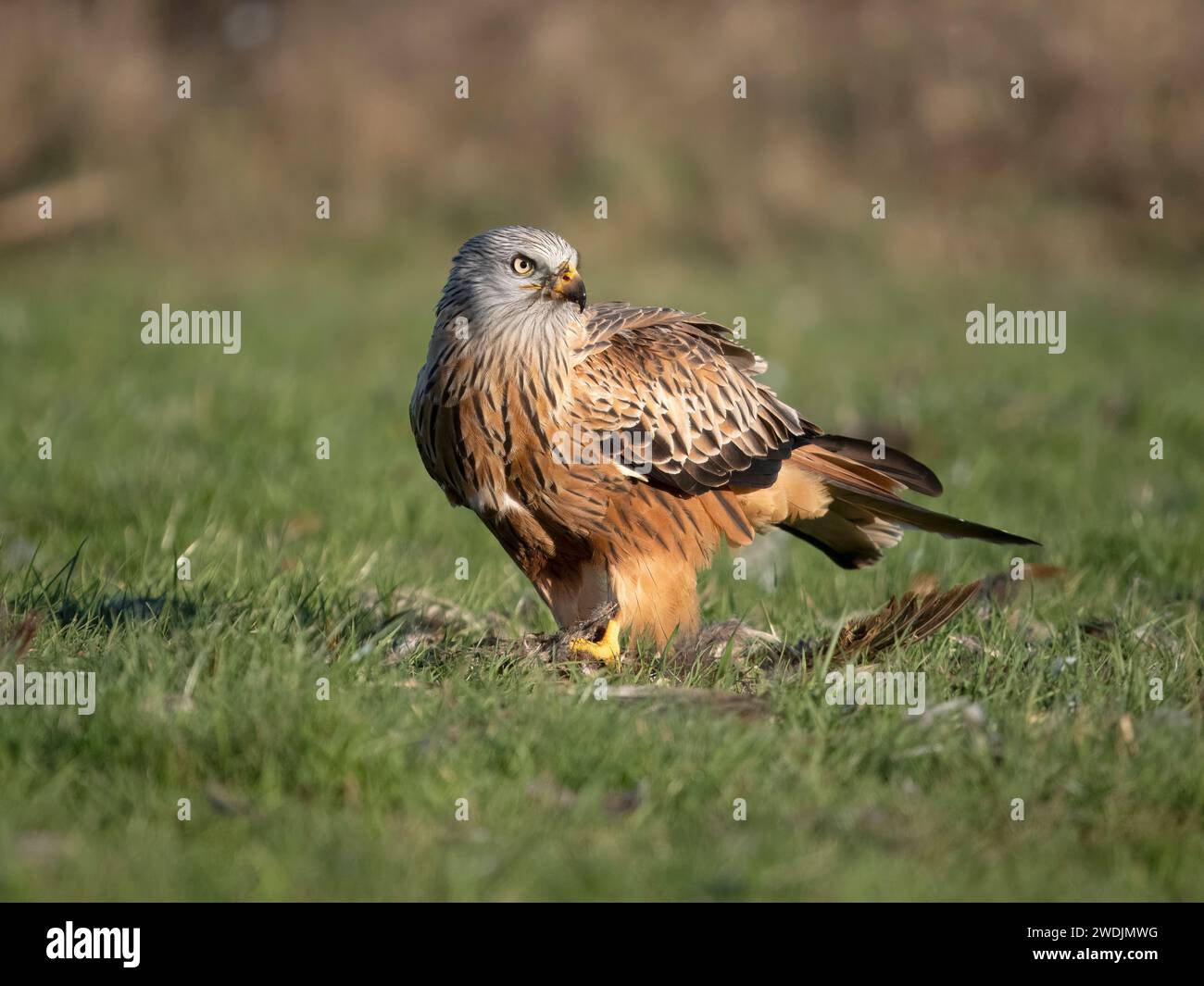 Red Drache, Milvus milvus, Single Bird on Ground, Northamptonshire, Januar 2024 Stockfoto