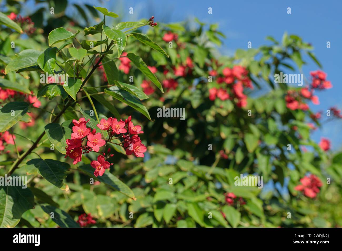 Blühender Wanderbusch (Jatropha integerrima) vor blauem Himmel. Stockfoto