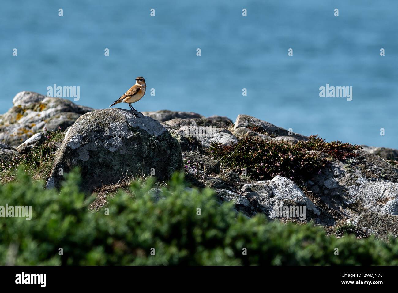 Kleiner Vogel (Whinchat - Saxicola rubetra) auf Stein am Rande der Küste von Wales im Vereinigten Königreich Stockfoto