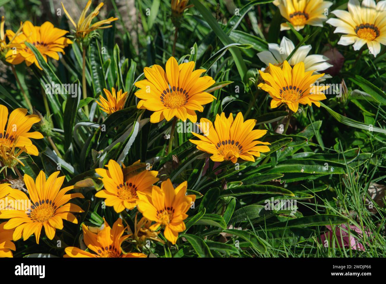 Blühende Gazania Pflanzen. Platz für Ihren Text. Stockfoto