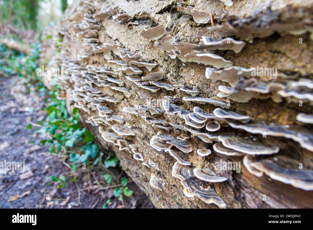 Truthahn-Schwanz-Pilz Byron's Pool LNR Cambridge Stockfoto