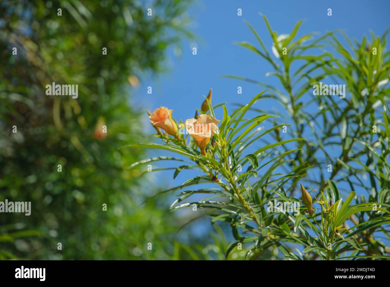 Blühender Cascabela-Busch (Thevetia peruviana). Stockfoto