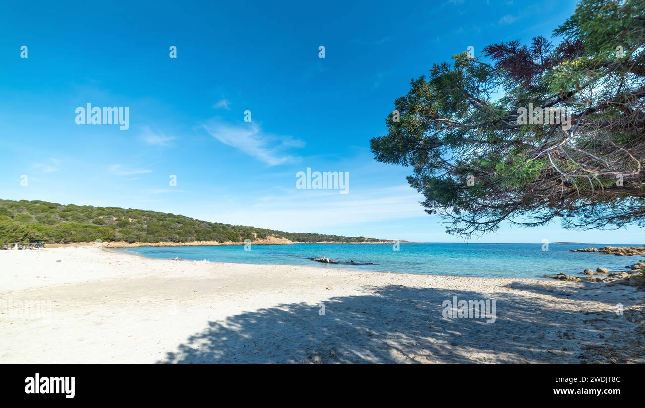 Kiefer am Ufer von Cala Andreani. Sardinien, Italien Stockfoto