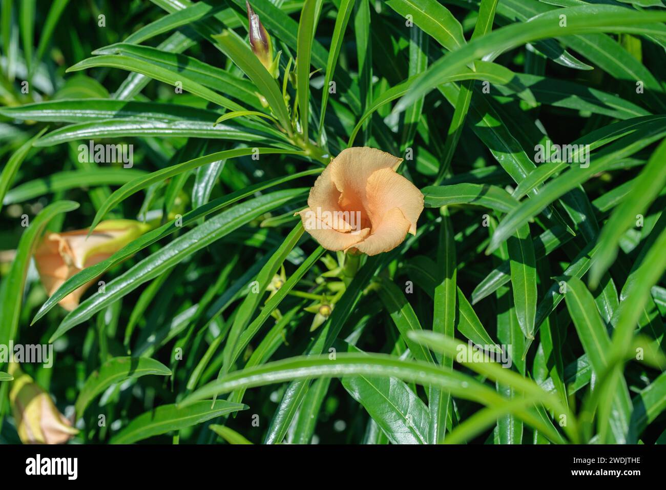 Cascabela-Blüte (Thevetia peruviana). Stockfoto