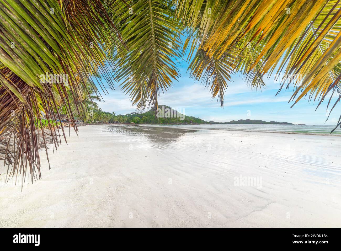 Palme in Anse Volbert an einem sonnigen Tag. Praslin Island, Seychellen Stockfoto