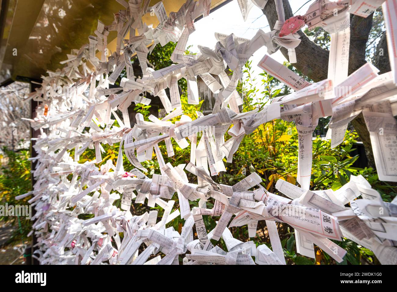 Tokio, Japan. Januar 2024. Die Omikuji-Blätter, die die Zukunft vorhersagen, verknoteten sich außerhalb des buddhistischen Tempels Kiyomizu Kannon-Do im Stadtzentrum Stockfoto