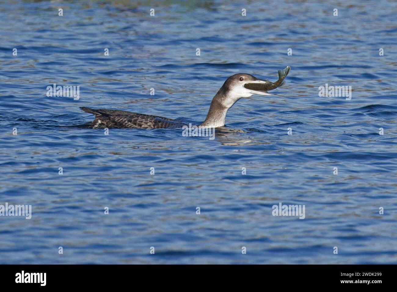 Great Northern Diver alias Common Loon (Gavia imme) juvenile fressende juv Northern Pike (Esox lucius) Fisch Whitlingham CP Norwich Norfolk Januar 2024 Stockfoto