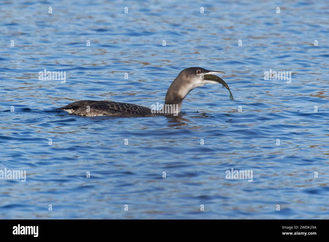 Great Northern Diver alias Common Loon (Gavia imme) juvenile fressende juv Northern Pike (Esox lucius) Fisch Whitlingham CP Norwich Norfolk Januar 2024 Stockfoto