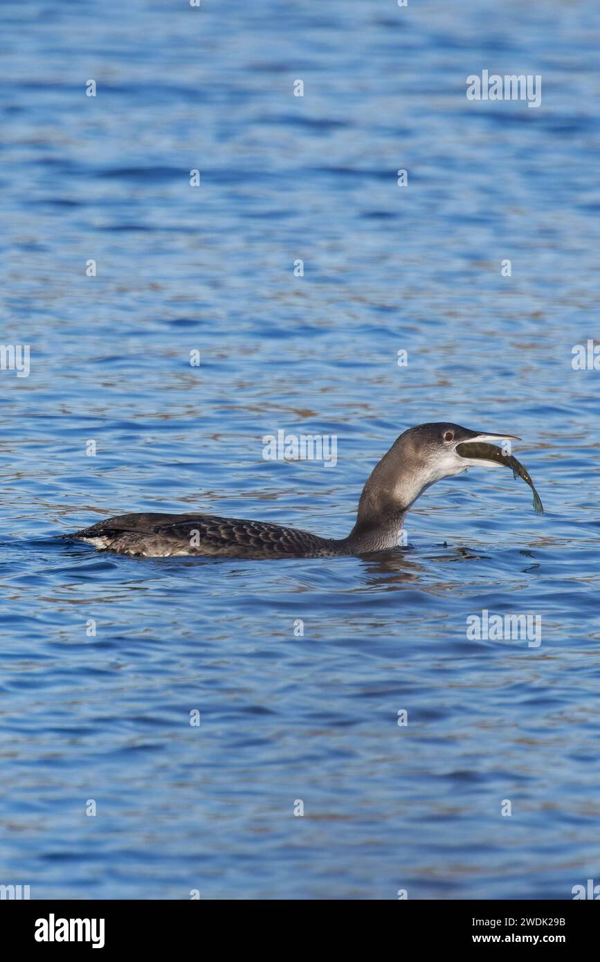 Great Northern Diver alias Common Loon (Gavia imme) juvenile fressende juv Northern Pike (Esox lucius) Fisch Whitlingham CP Norwich Norfolk Januar 2024 Stockfoto