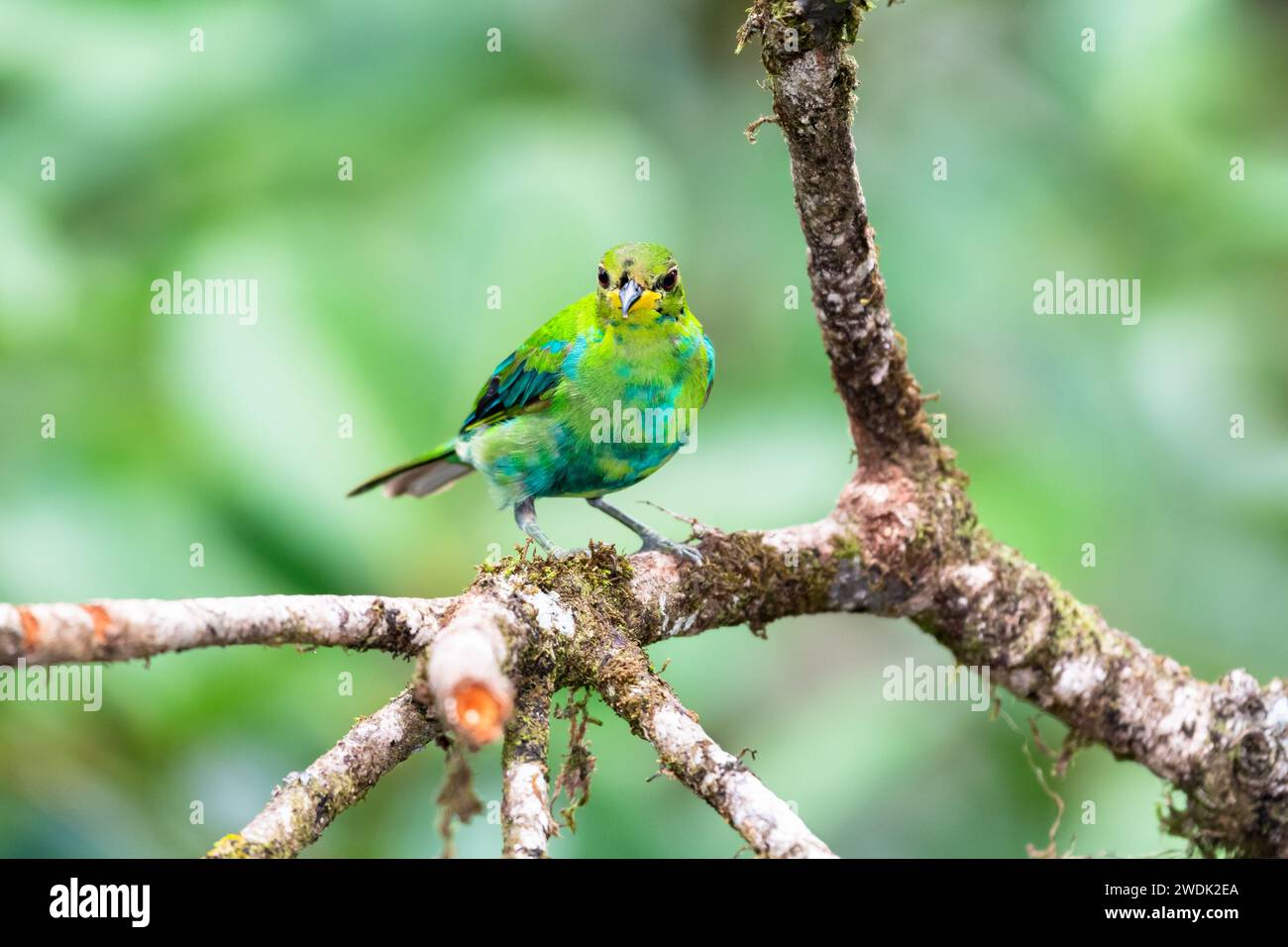 Farbenfroher, junger grüner Honigkriecher, Chlorophanes spiza, thront auf einem moosigen Zweig im Regenwald von Trinidad und Tobago Stockfoto