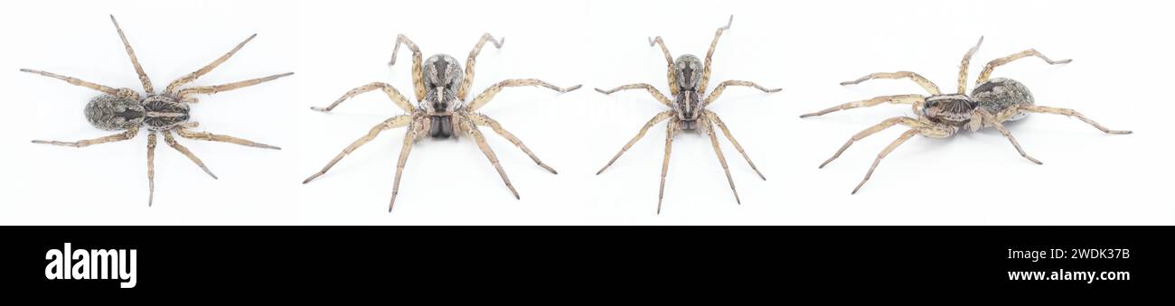 Hogna antitelucana ist eine ziemlich häufige Art der Wolfsspinne in der Familie Lycosidae, isoliert auf weißem Hintergrund. Florida Beispiel vier Ansichten Stockfoto
