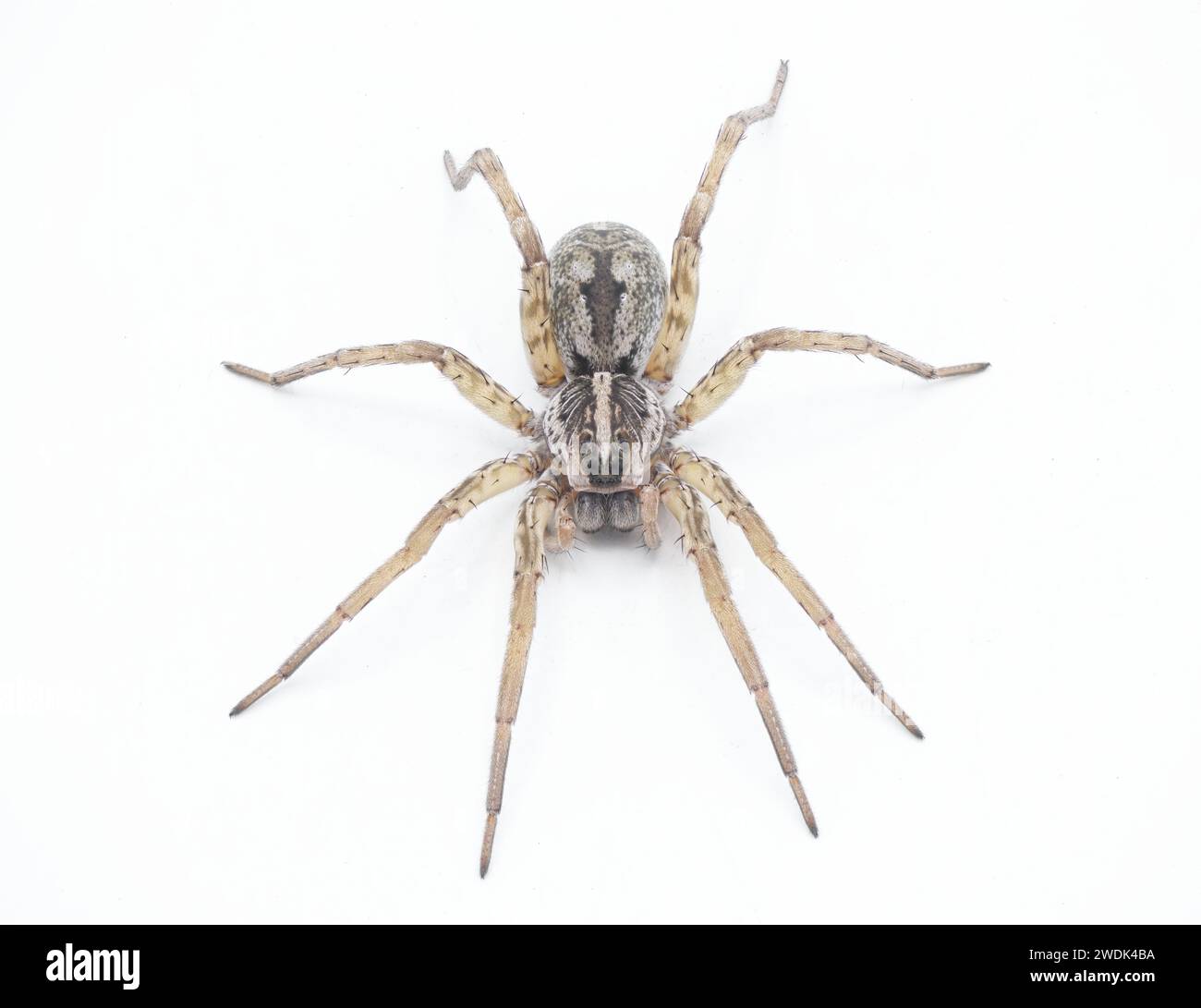 Hogna antitelucana ist eine ziemlich häufige Art der Wolfsspinne in der Familie Lycosidae, isoliert auf weißem Hintergrund. Florida Beispiel: Ansicht von oben vorn Stockfoto