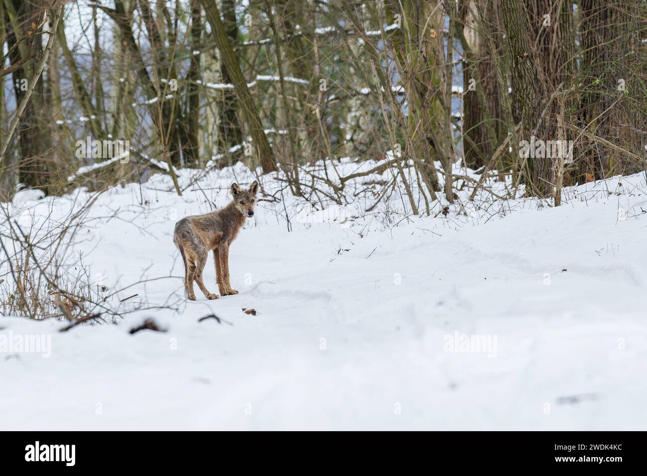 Ein trauriger Anblick, ein junger Wolf, der im Winter von Räude gezeichnet ist Stockfoto